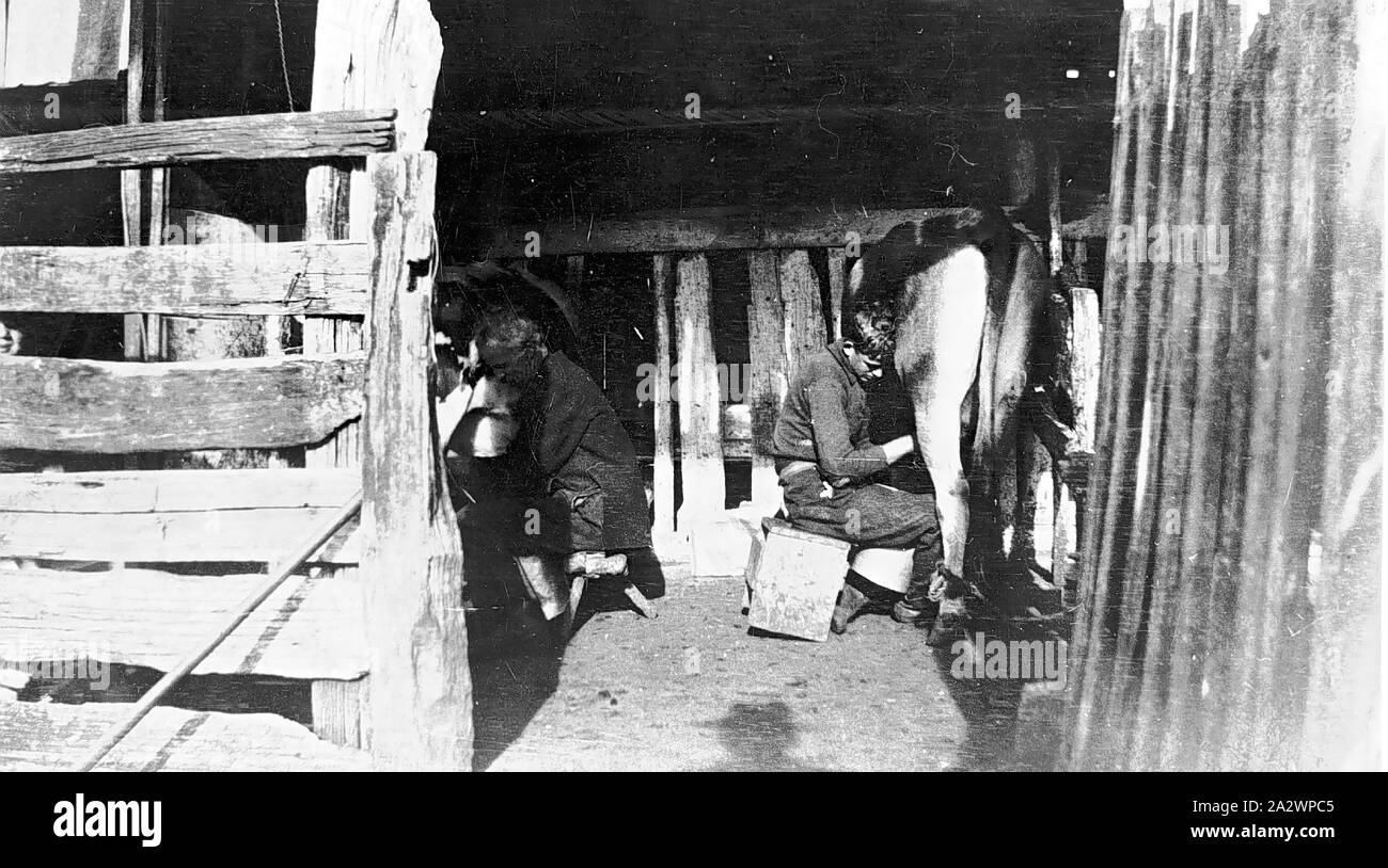 Negative - Ballarat District (?), Victoria, circa 1925, A man and woman milking cows Stock Photo