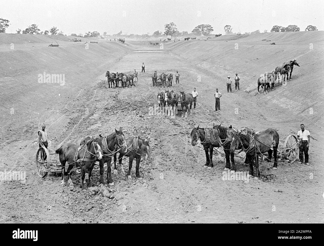 Negative Yarrawonga, Victoria, circa 1935, A large number of horse
