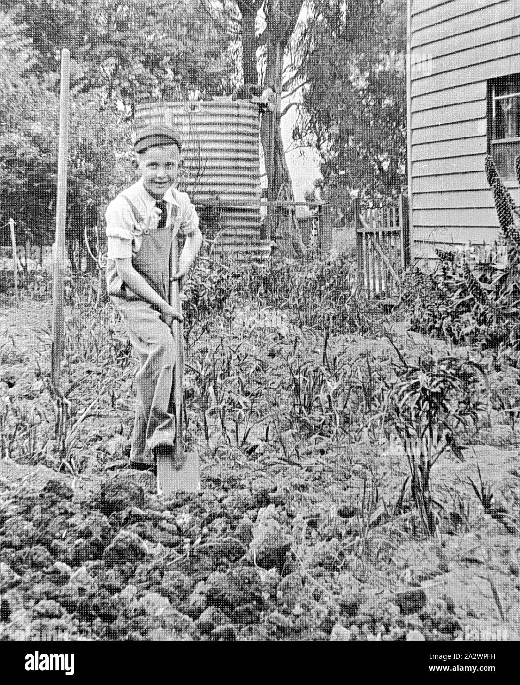 Negative - Greensborough, Victoria, 1936, A boy digging in a garden Stock Photo