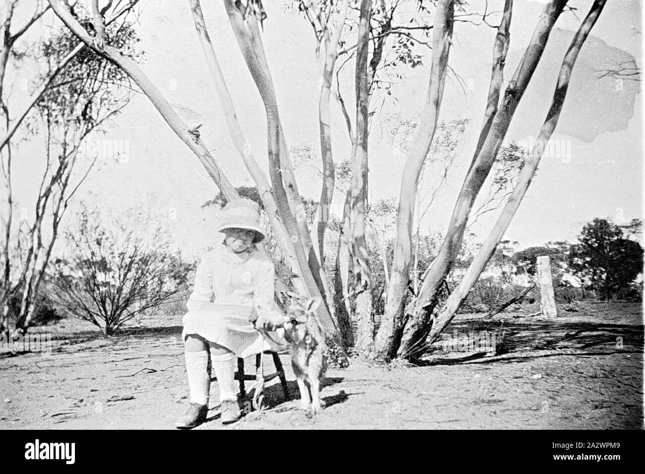 Negative - Annuello, Victoria, 1923, A young girl with pet joey. The joey was hand reared after being thrown from its mother's pouch. It was sent to the Melbourne Zoo in 1926 (when the esson family walked off their property Stock Photo