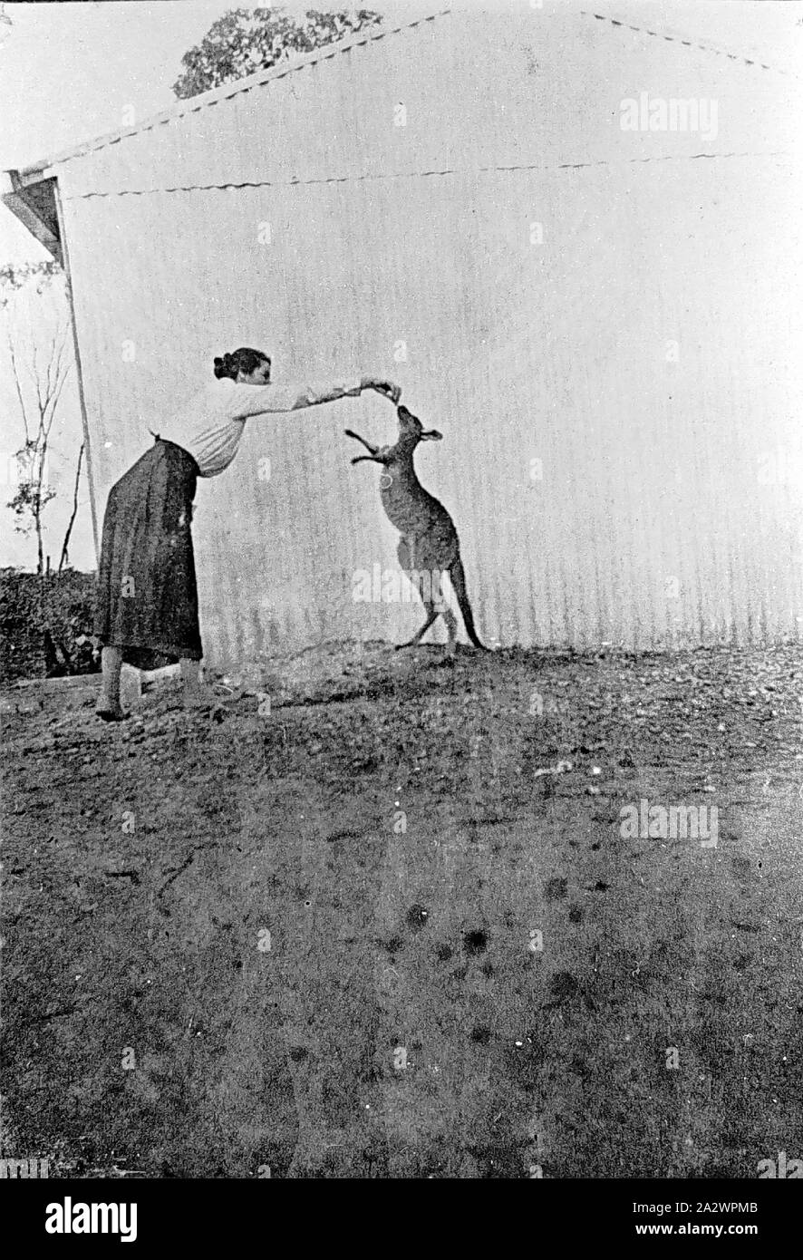 Negative - Annuello, Victoria, 1924, A woman with a pet kangaroo. The joey was hand reared after being thrown from its mother's pouch. It was sent to the Melbourne Zoo in 1926 (when the esson family walked off their property Stock Photo