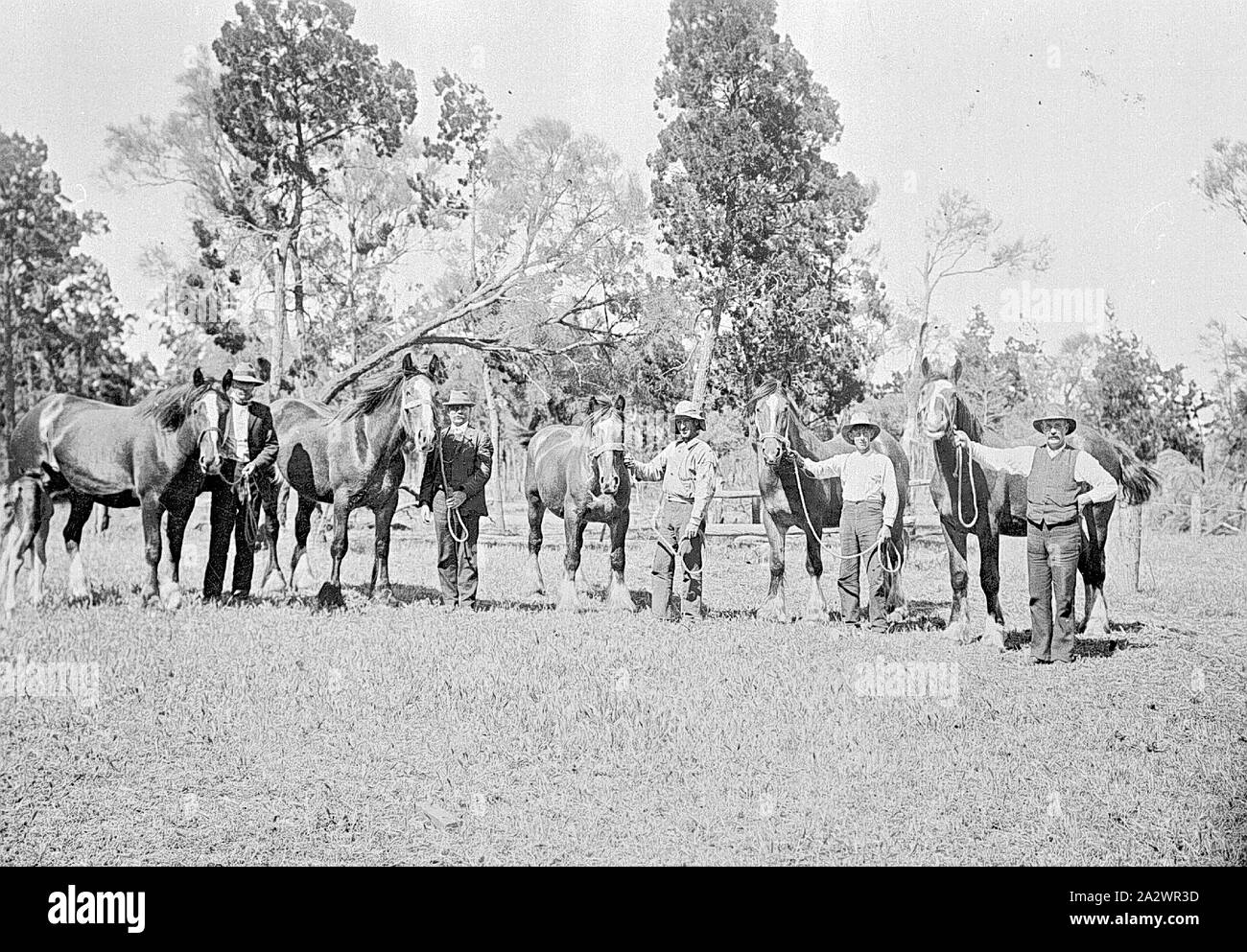 Negative - Rainbow, Victoria, circa 1910, Five men with horses Stock Photo