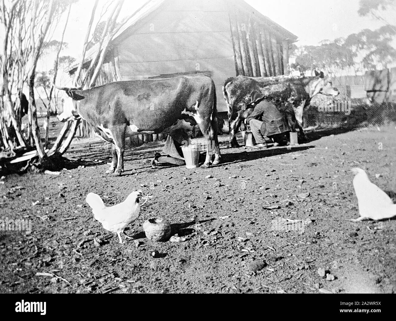 Negative - Prooinga, Victoria, circa 1925, A man and woman milking cows. There are chickens in the foreground Stock Photo