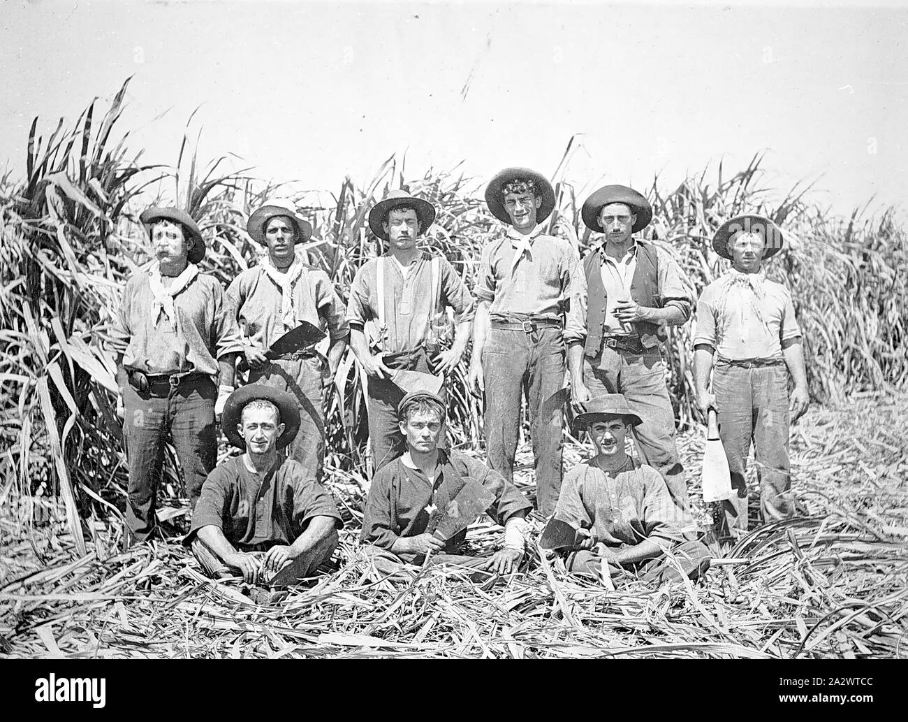 Negative Bundaberg District, Queensland, circa 1915, A group of cane