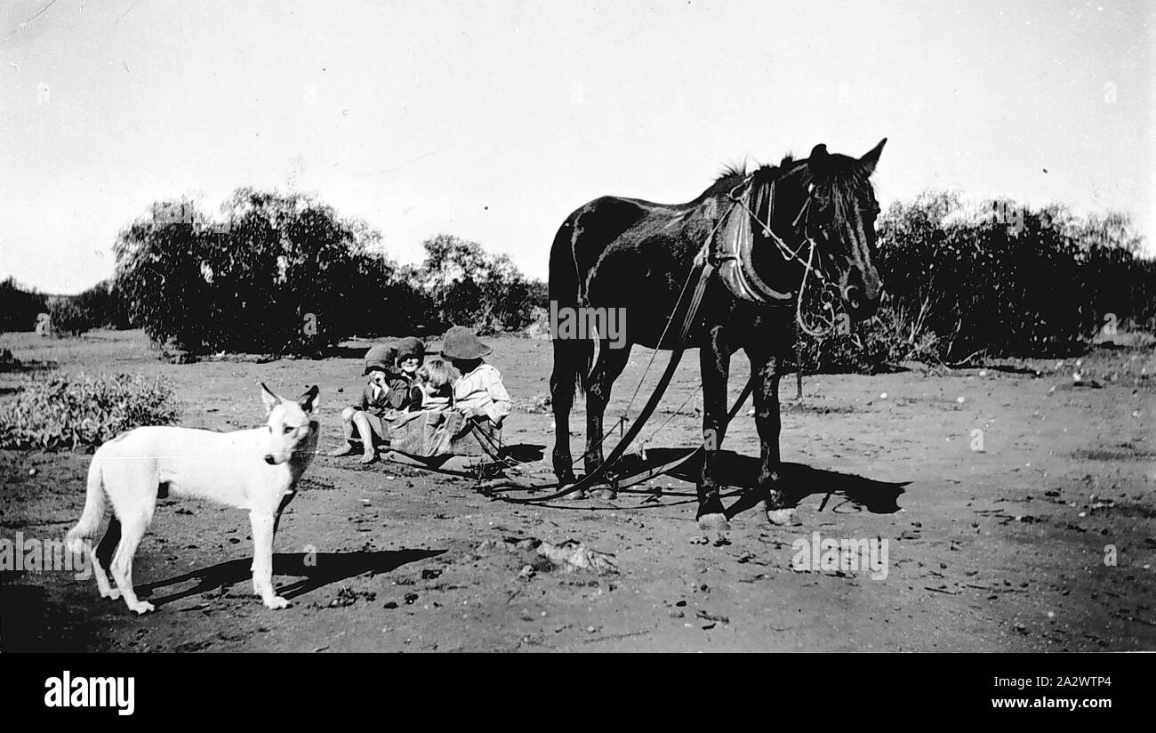 dog pulling harness and cart