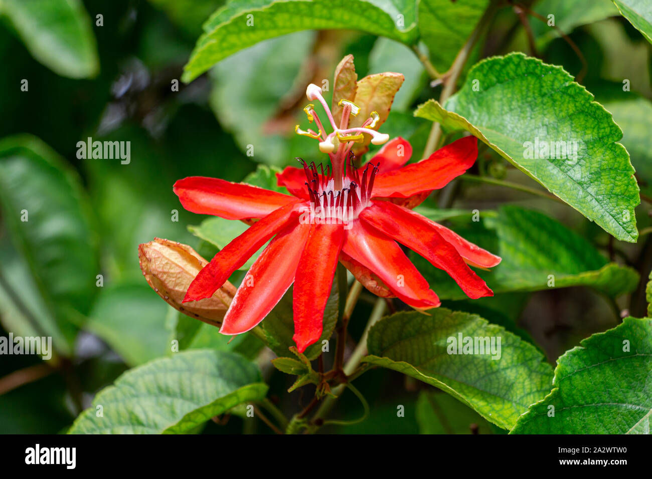 Red passion flower (Passiflora miniata) closeup Florida, USA Stock
