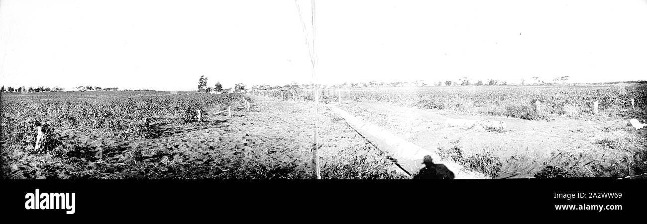 Negative - Red Cliffs, Victoria, circa 1925, A panoramic view of vineyards. There is an irrigation channel in the centre right Stock Photo