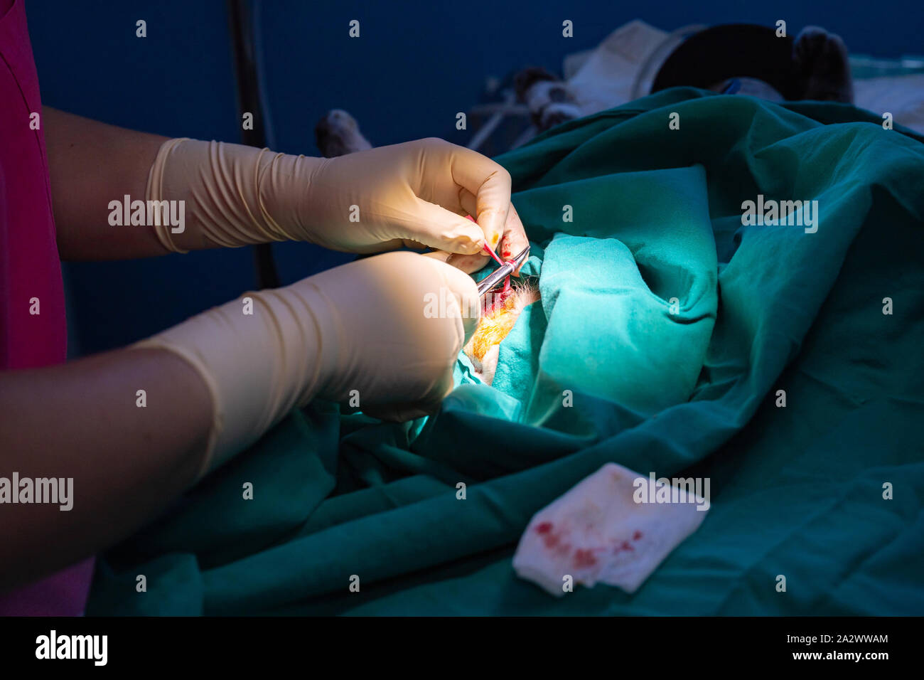 Orchiectomy hi-res stock photography and images - Alamy