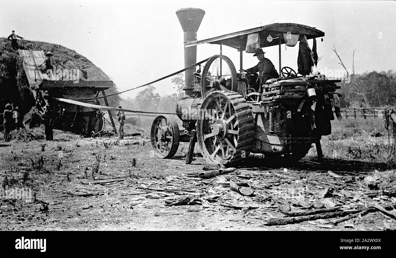 Negative - Whitfield District, Victoria, circa 1920, Wyllie's thresher team in operation. There is a steam traction engine in the ground Stock Photo