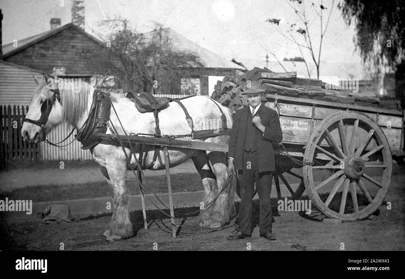 Negative - Morrison Bros Horse Cart Loaded with Firewood, Wangaratta North, Victoria, circa 1930, A man with a horse and cart with a load of wood. The inscription 'Morrison Bros./Nth Wangaratta' is painted on the side body panel of the cart Stock Photo