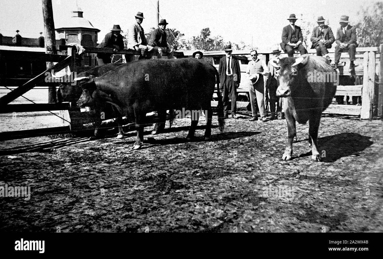 Wangaratta saleyards hi-res stock photography and images - Alamy