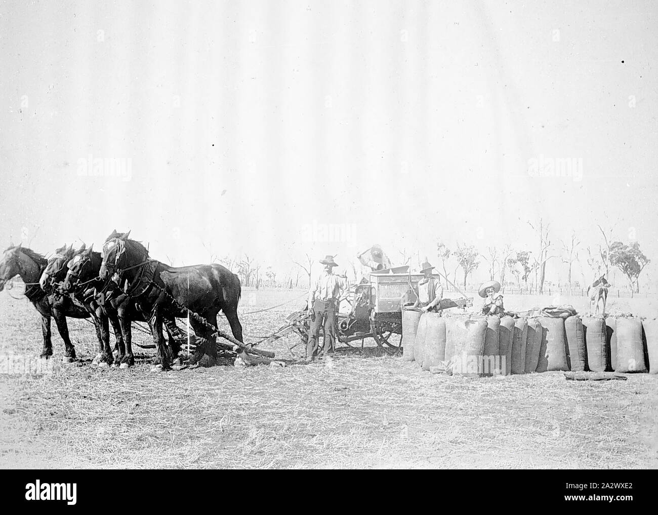 Three horse team hires stock photography and images Alamy