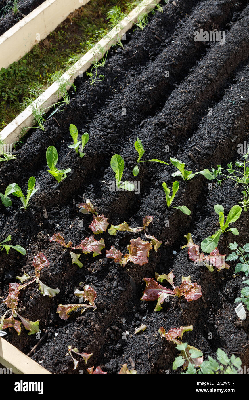 vegetable garden raised beds in Vancouver Canada, 2016 Stock Photo Alamy