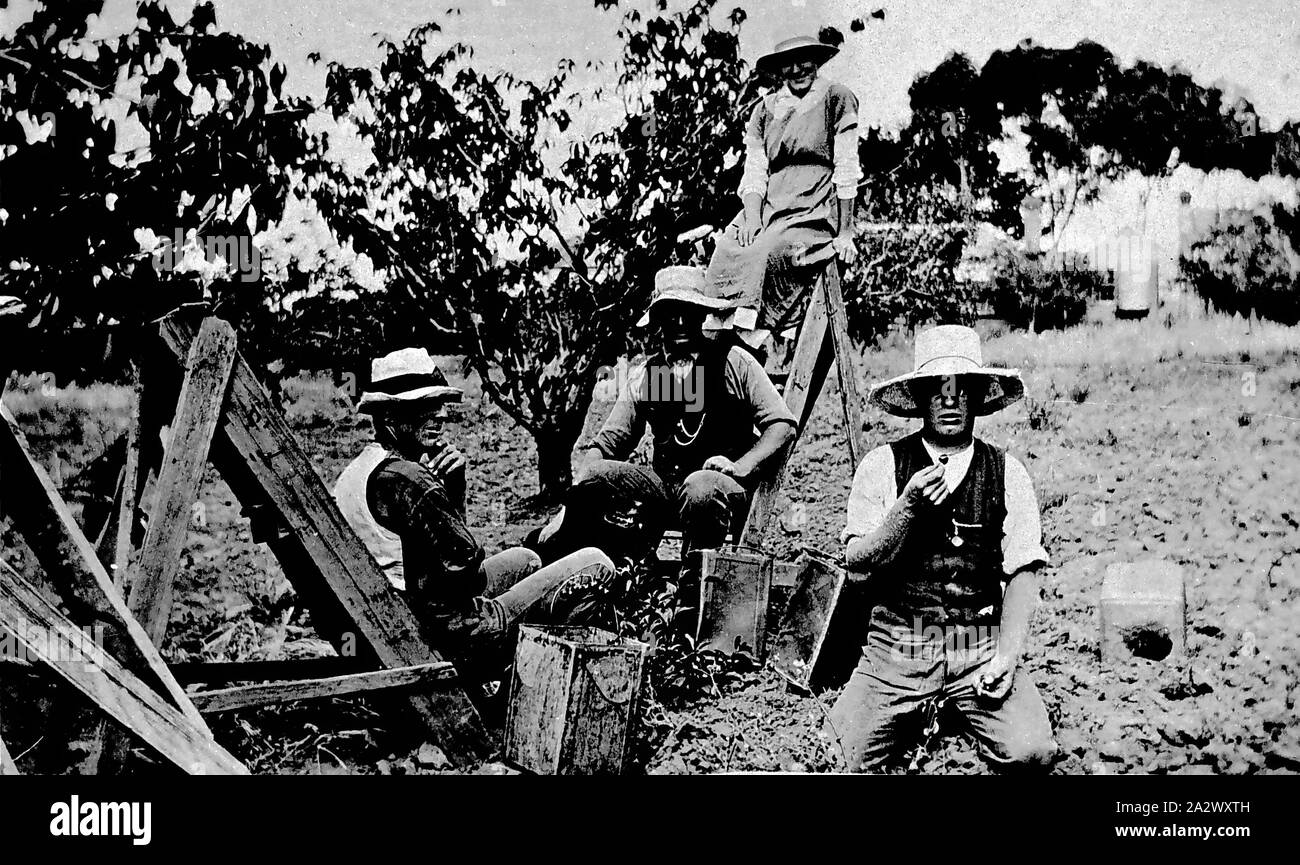 Negative Cherry Pickers, Waurn Ponds, Victoria, circa 1920, People