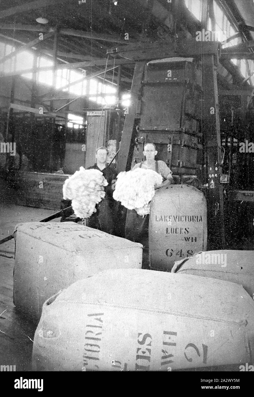 Negative - Lake Victoria, New South Wales, circa 1930, Inside the wool shed on 'Lake Victoria' station. Two men stand holding fleeces Stock Photo