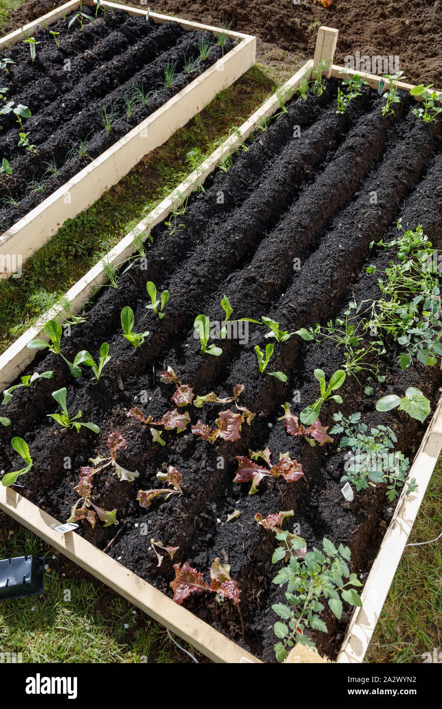 vegetable garden raised beds in Vancouver Canada, 2016 Stock Photo Alamy