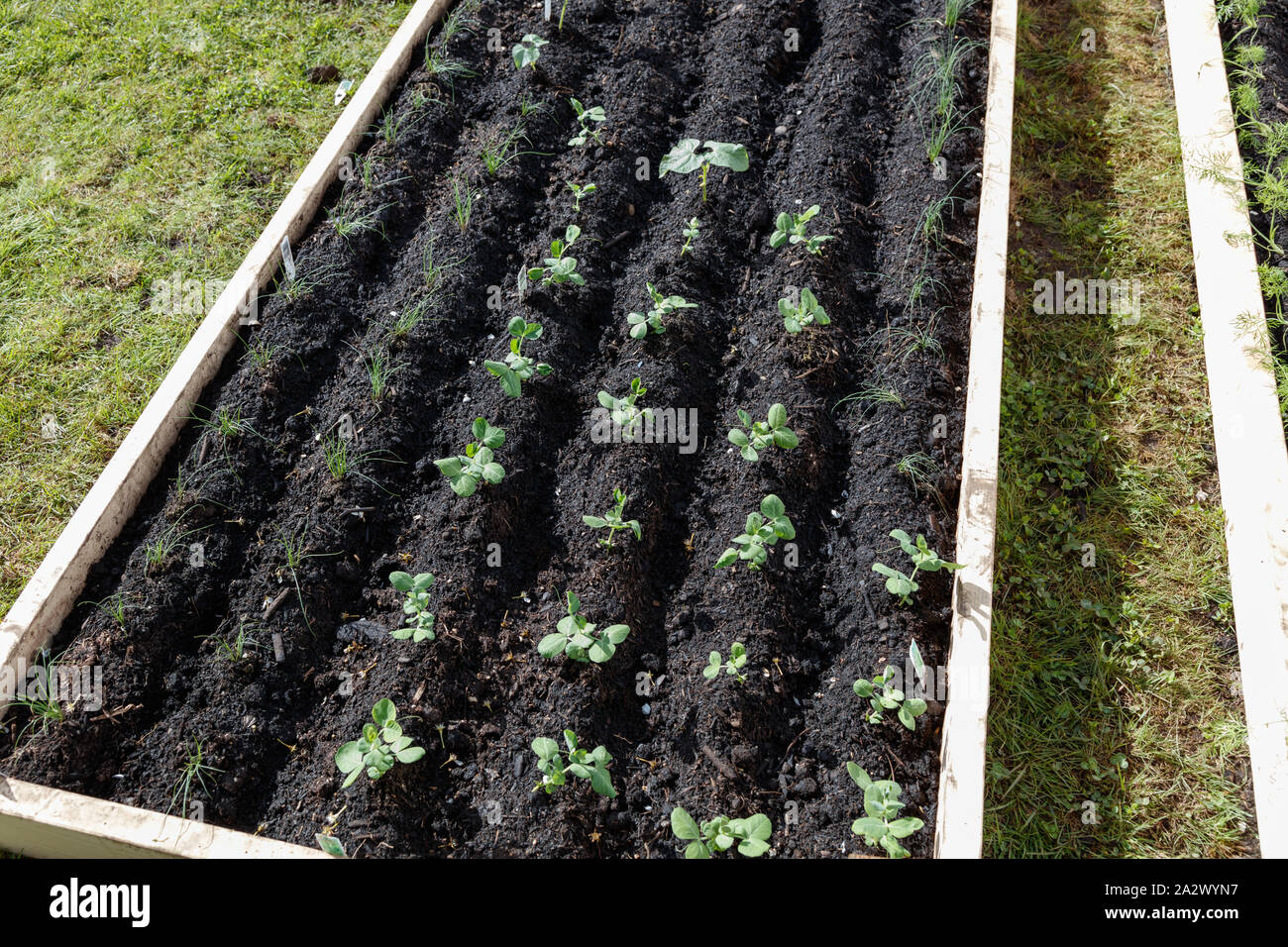 vegetable garden raised beds in Vancouver Canada, 2016 Stock Photo Alamy