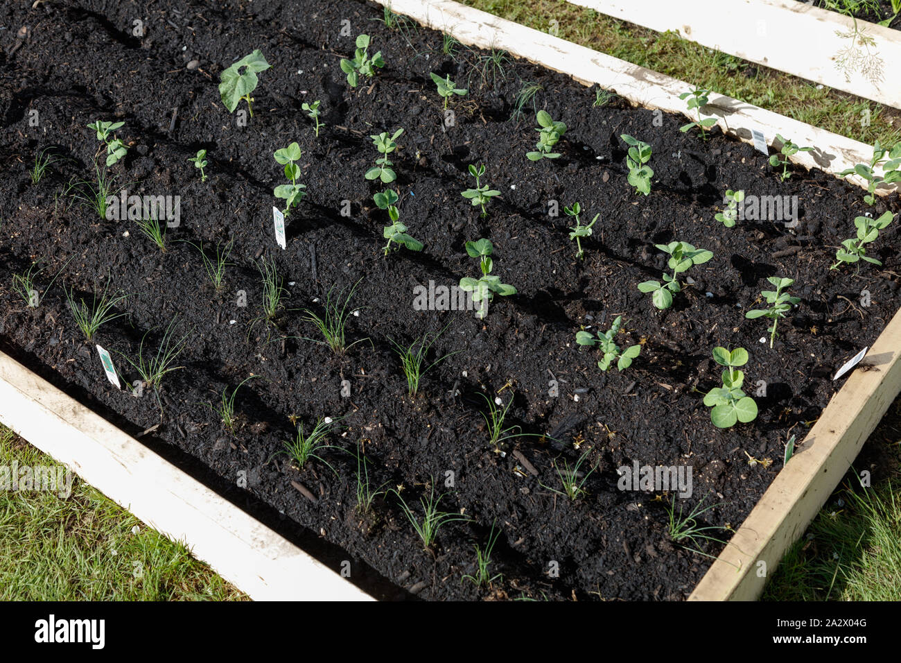 vegetable garden raised beds in Vancouver Canada, 2016 Stock Photo Alamy