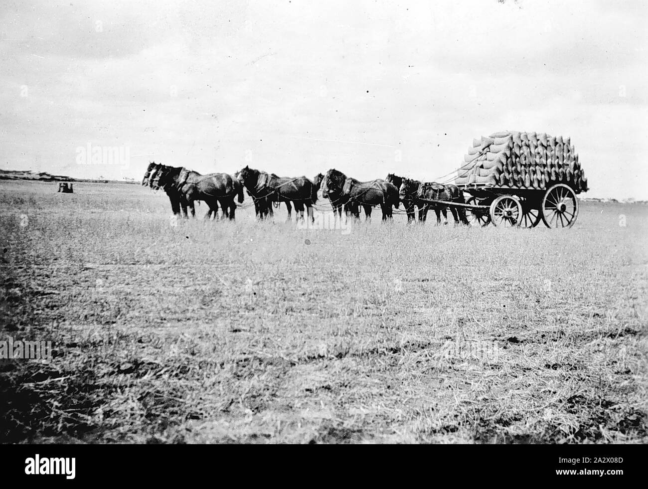 Horses pulling wagon hires stock photography and images Alamy