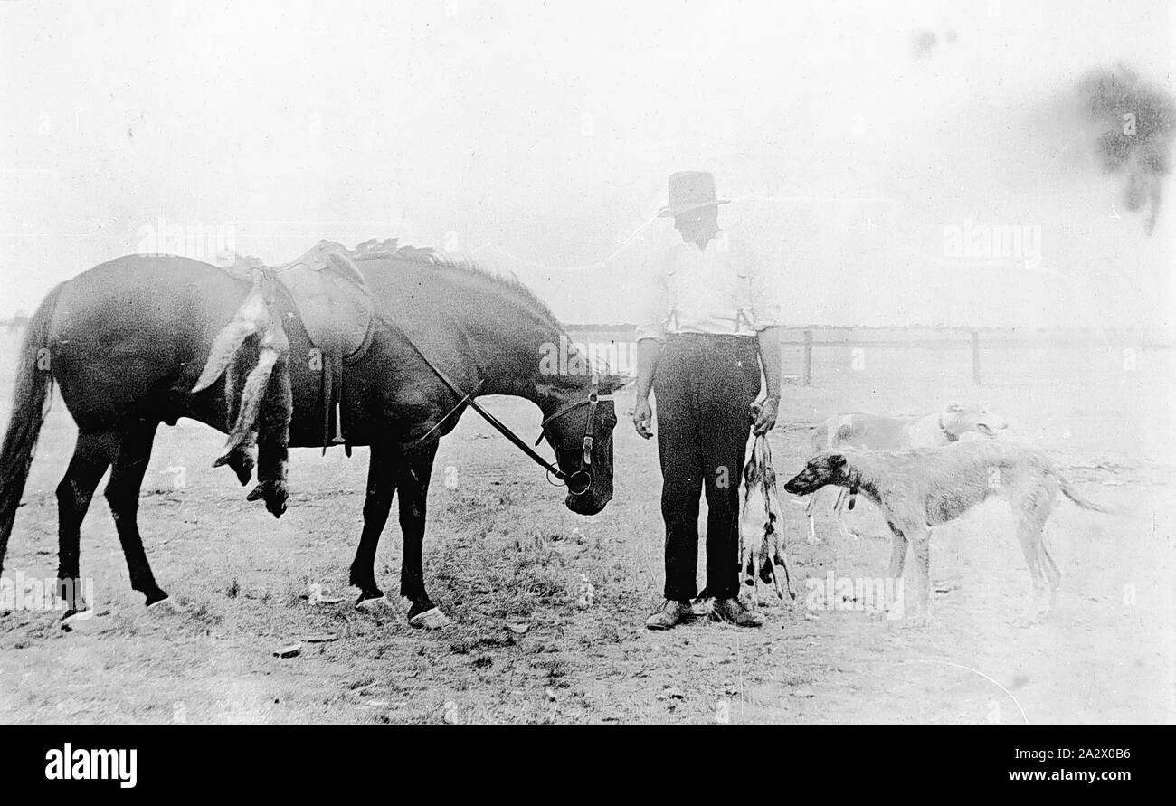 Negative - Man with Horse, Greyhounds & Dead Rabbits & Foxes, Nhill, Victoria, 1919, A man with his horse and his dogs. After coursing with his dogs, the bag was two foxes and two rabbits. One of the dogs, 'Tommy', won many coursing events in the district Stock Photo