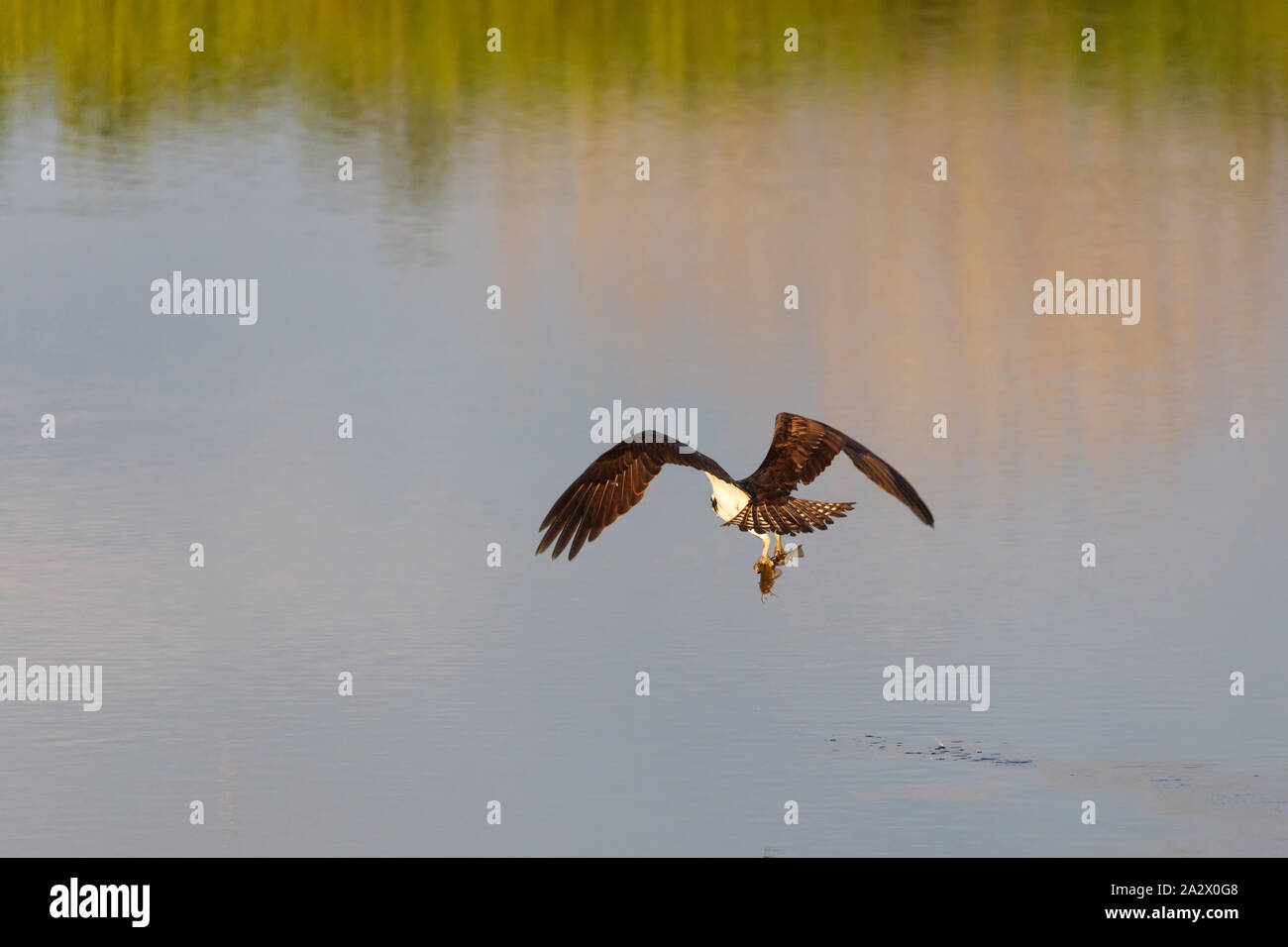 osprey hunting fish in vancouver Canada Stock Photo Alamy