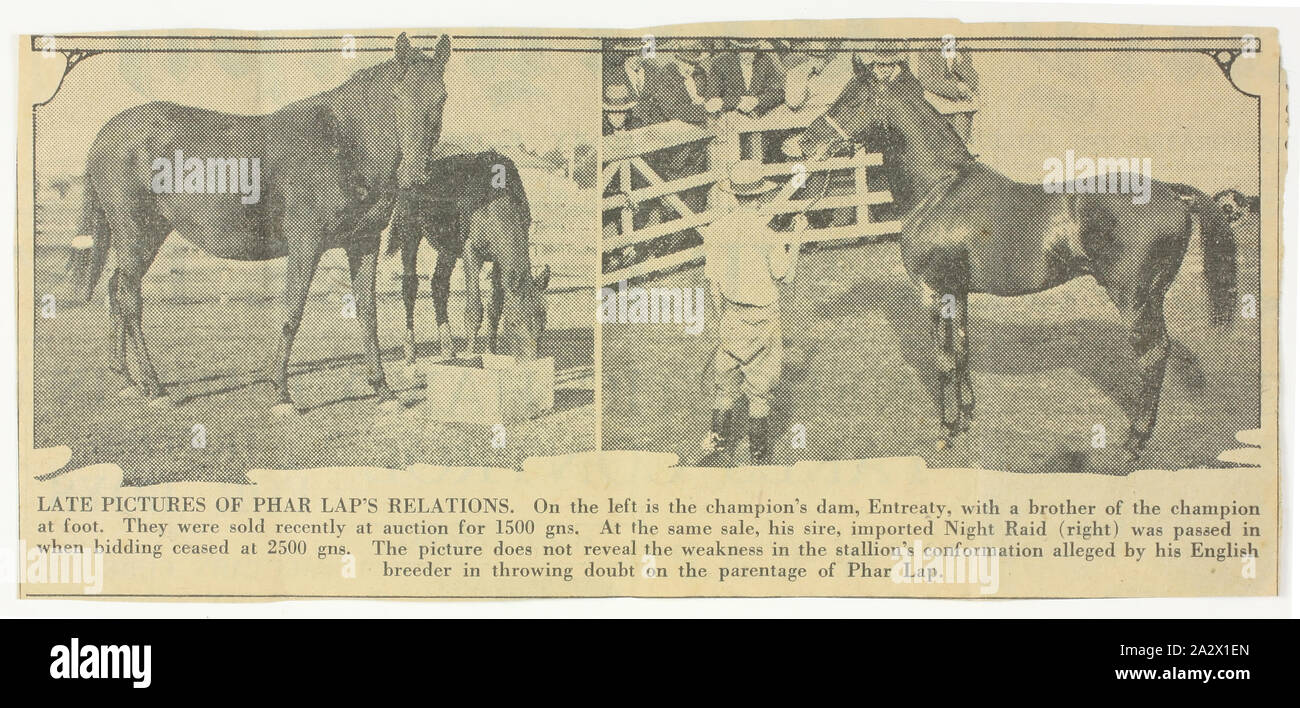 Newspaper Cutting - Daily Telegraph, Phar Lap's Relations, 06 Apr 1932, Newspaper cutting, from The Daily Telegraph newspaper, depicts the fate of Phar Lap's dam Entreaty and Sire Night Raid around the time of his death. It is part of a group collected by the donor's father, Malcolm William Lucas (21/02/1898 - 31/10/1985 Stock Photo