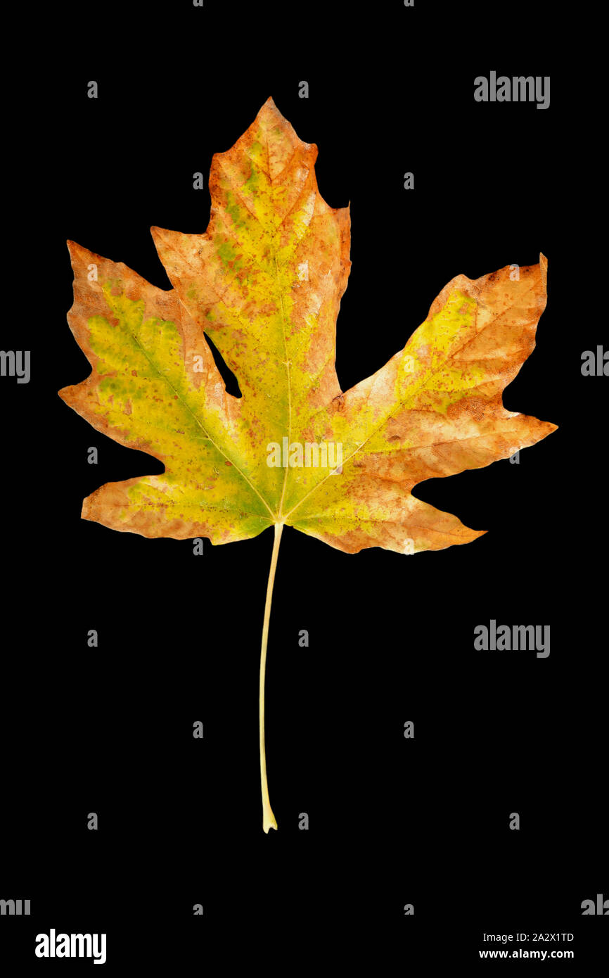 Fall colors of orange and yellow adorn Bigleaf maple leaf on black background.  Autumn concept. Stock Photo