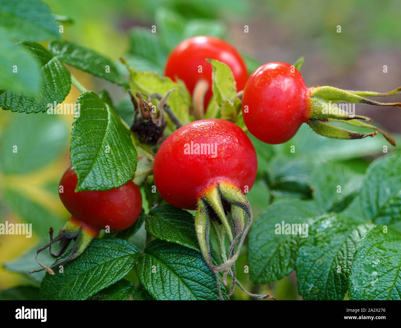 Bright red rose hips on a dewy morning in a Yorkshire garden Stock Photo