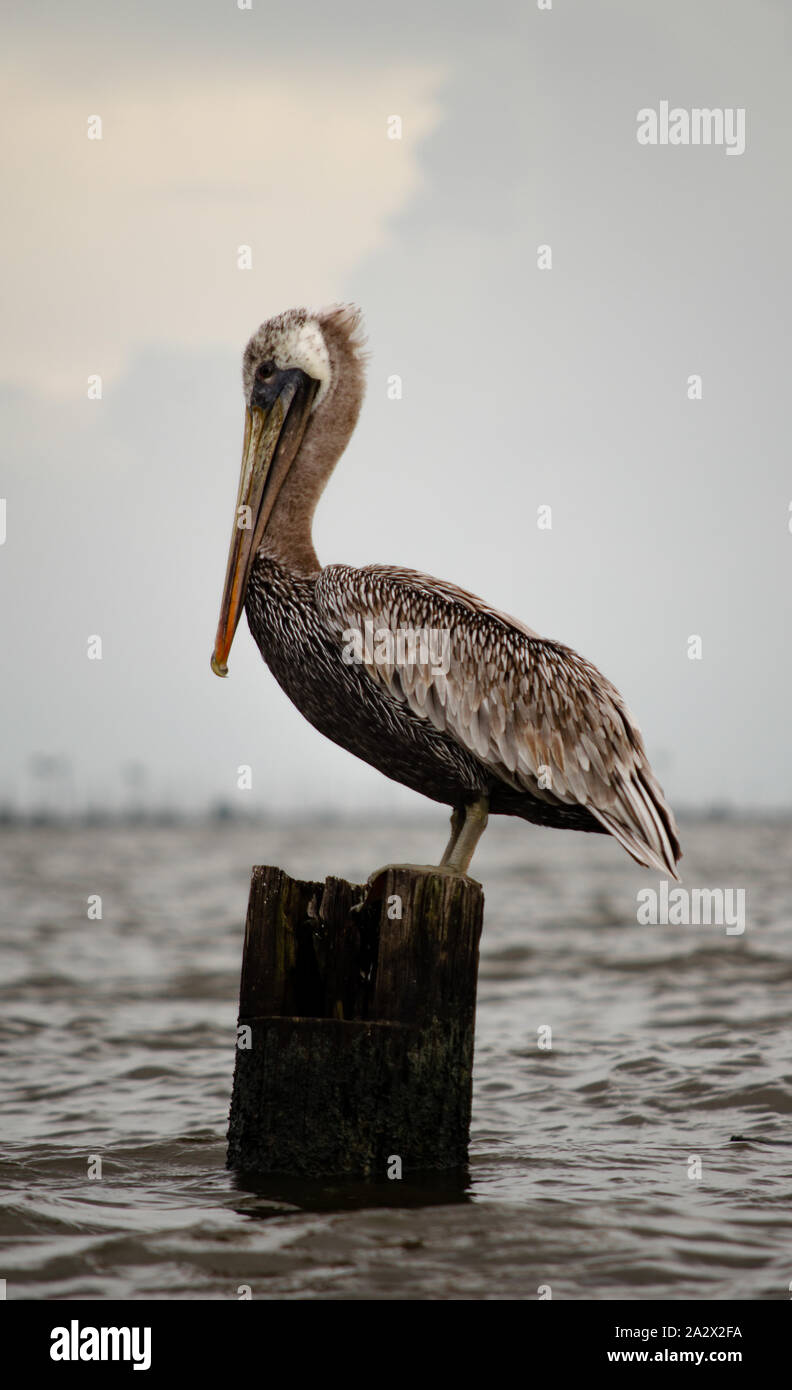 Pelican Perched On Top of Broker Pier Stock Photo