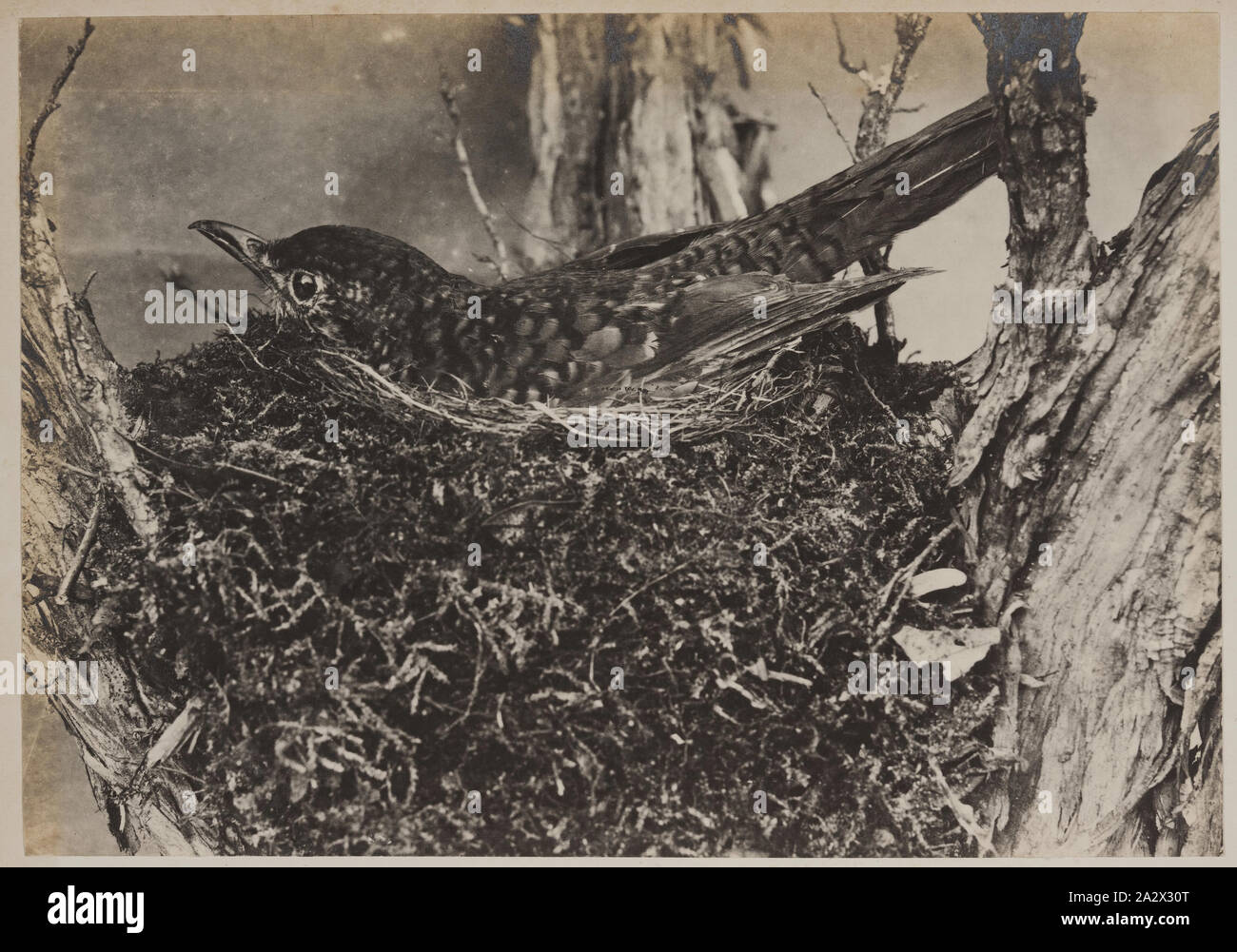Glass Negative - Bird on Nest, by A.J. Campbell, Australia, circa 1900, Bird on nest, possibly bassian thrush Stock Photo