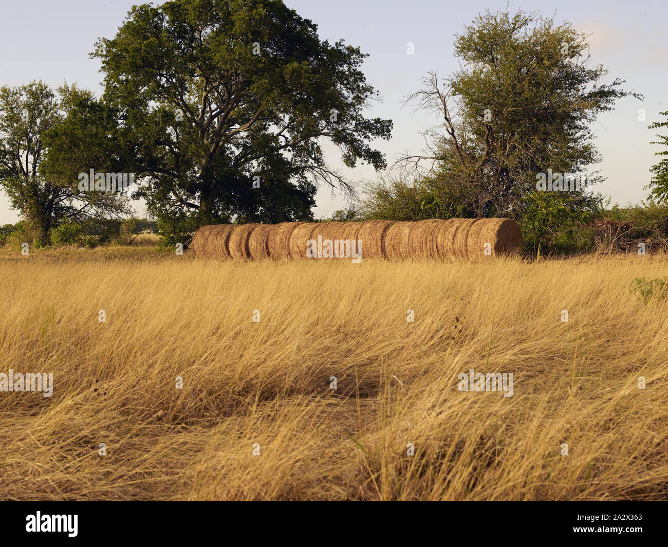 Restored prairie grasses and native-grass hay bales at the 1,600-acre Crawford Ranch, owned by former president George W. Bush and former first lady Laura Bush near Crawford in McLennon County, Texas Stock Photo