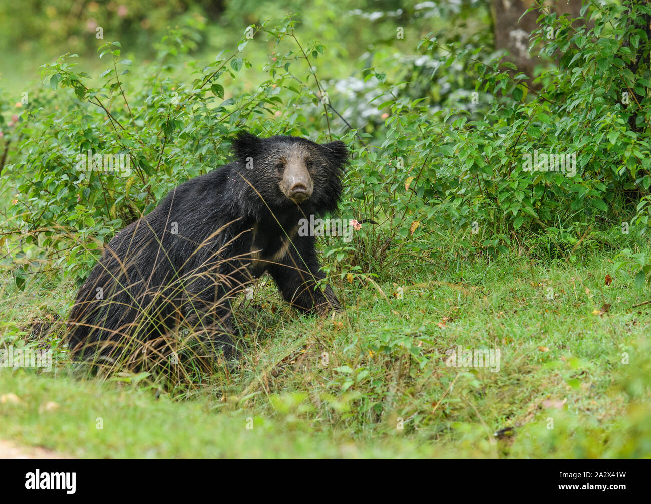 Big Sloth bear or Melursus ursinus vulnerable species encounter in