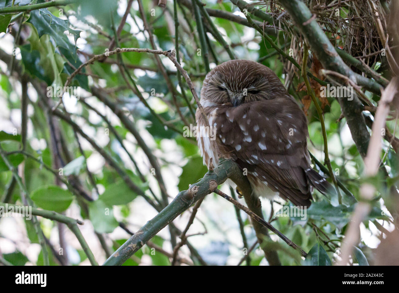 northern saw-whet owl, Vancouver Canada Stock Photo