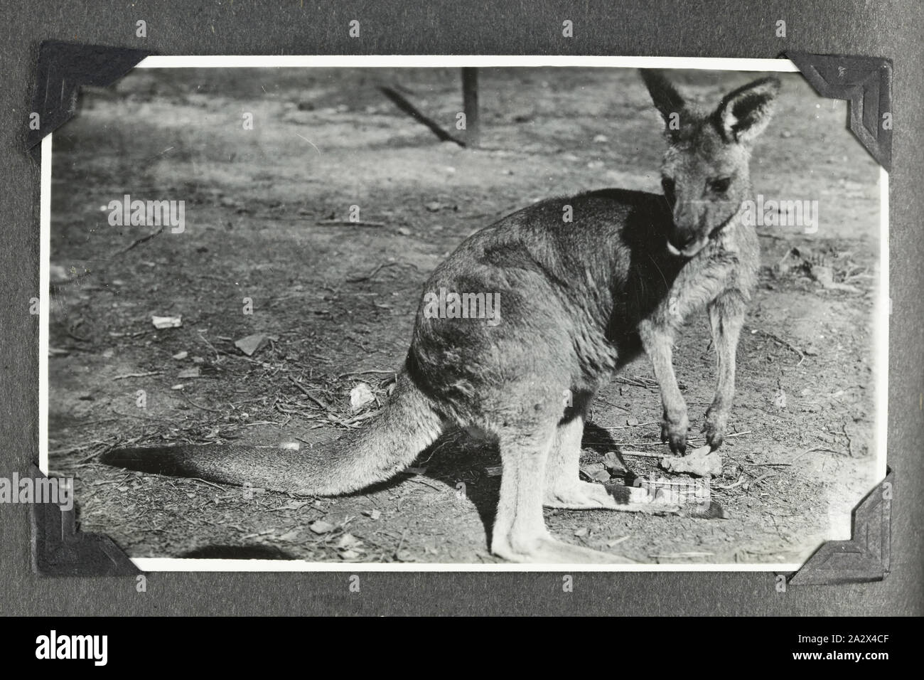 Photograph - 'One of the Animals in Zoo', Victoria, 1937-1939, Black and white photograph of a kangaroo at HMAS Cerberus One of 48 photographs in a photographic album. Taken by D.R.Goodwin, Royal Australian Navy (R.A.N.) 1937-1939. The images are of H.M.A.S Cerberus and other naval ships, naval training and field gun crews Stock Photo
