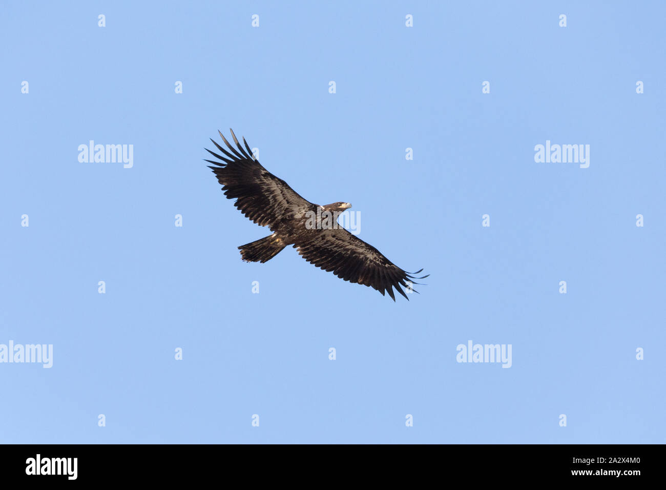 juvenile bald eagle, Delta, British Columbia, Canada. Stock Photo