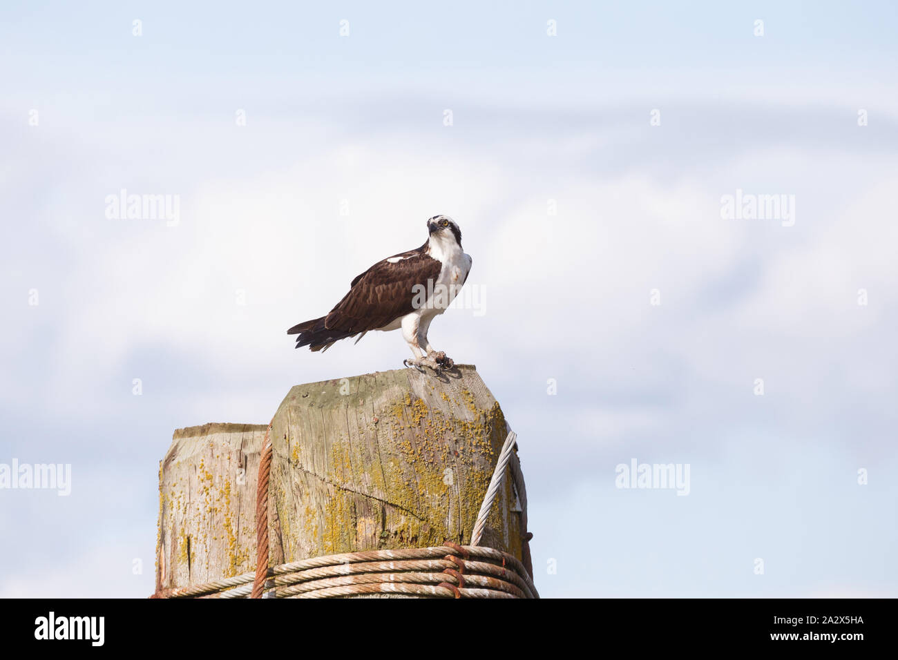 Osprey in Vancouver BC Canada Stock Photo Alamy