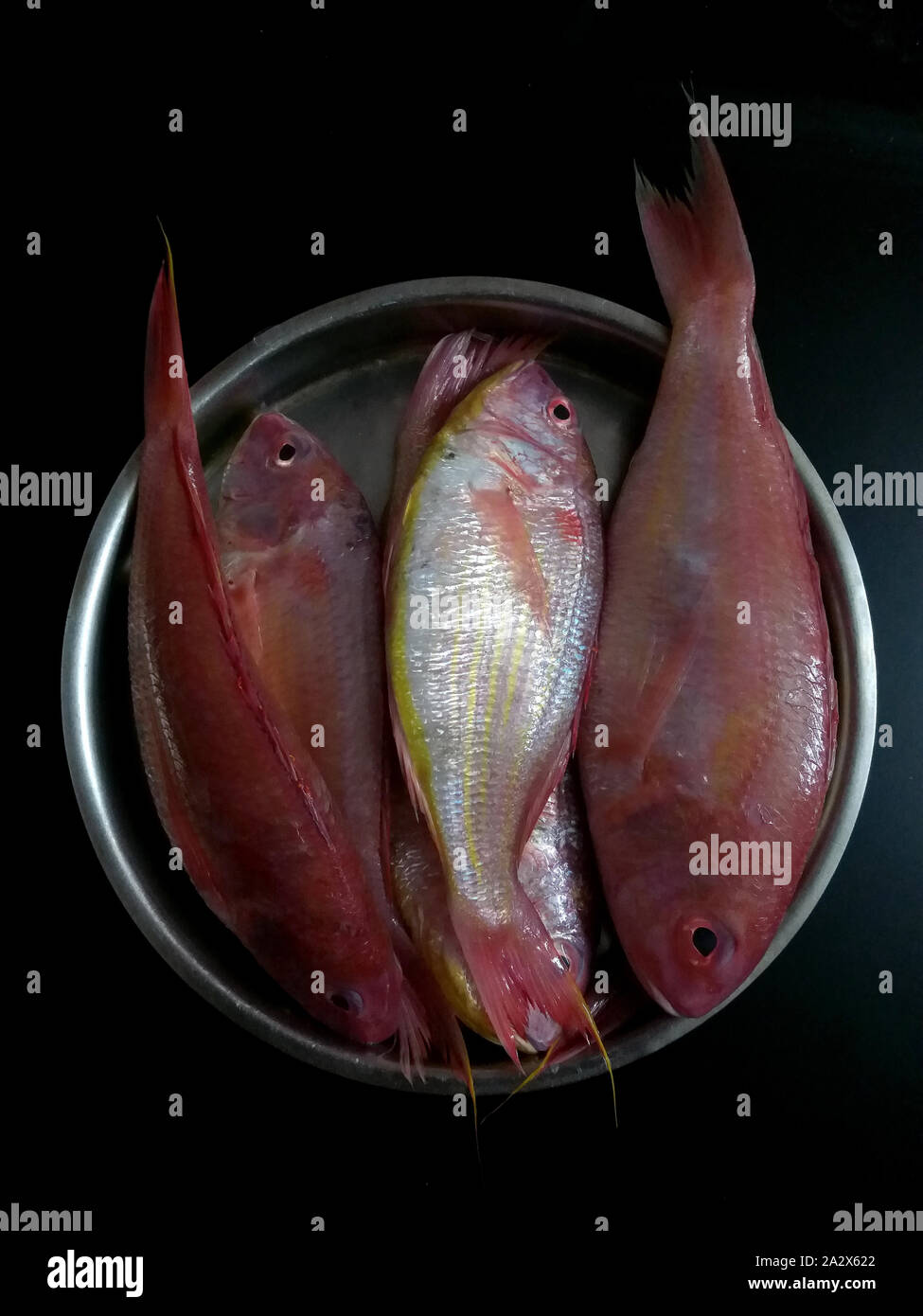 Rani fish hi-res stock photography and images - Alamy