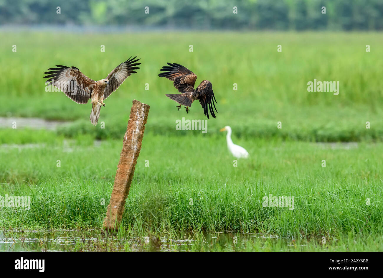 Juvenile Brahminy Kites fighting each other with a green background Stock Photo