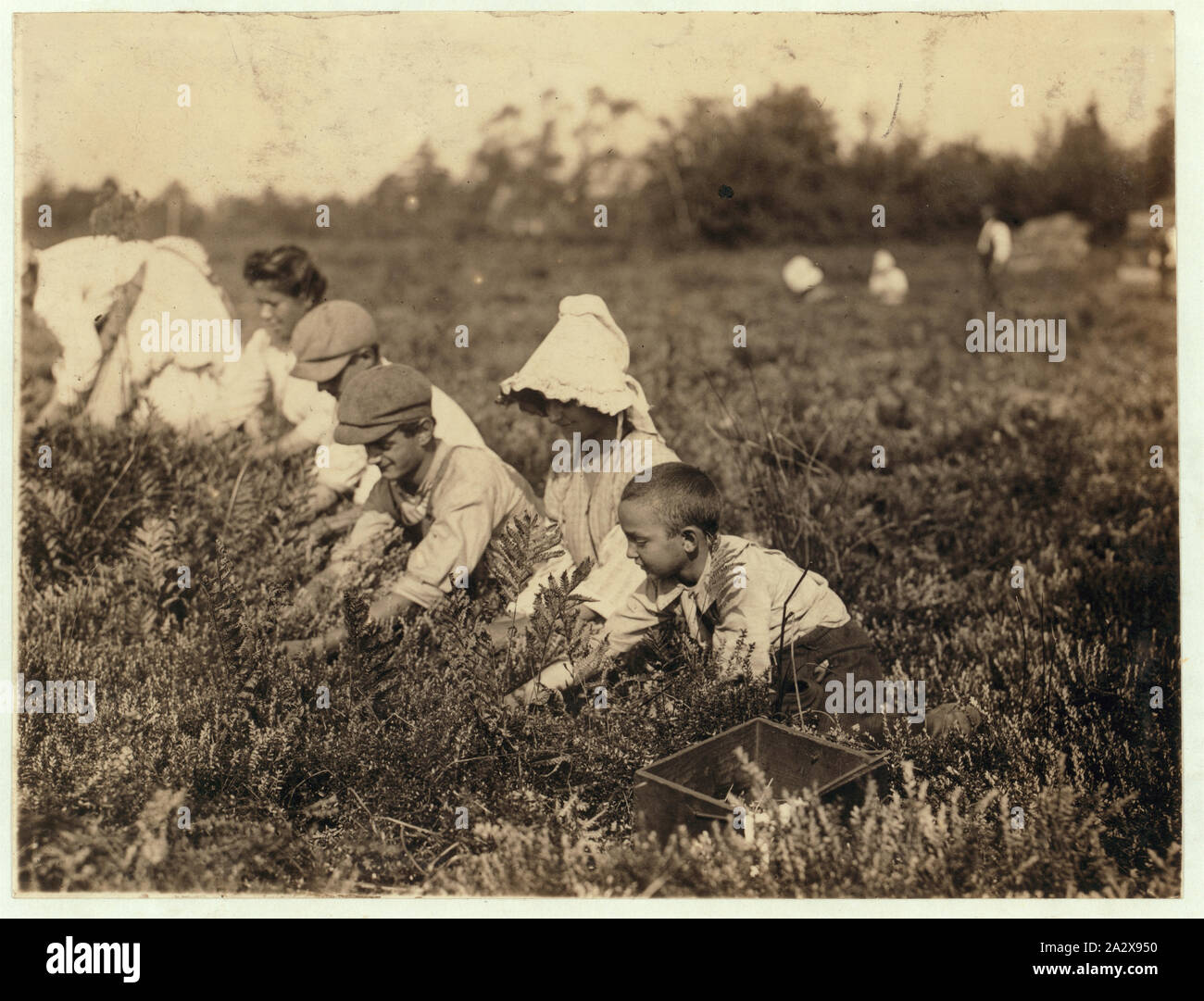 Richard Tevor, 73 Jones St., W. Maniyunk (near Philadelphia) 8 years old. 5 years picking cranberries. Theodore Budd's Bog at Turkeytown, near Pemberton, N.J. This is the fourth week of school in Philadelphia and people will stay here two more Sept. 27, 1910. Stock Photo