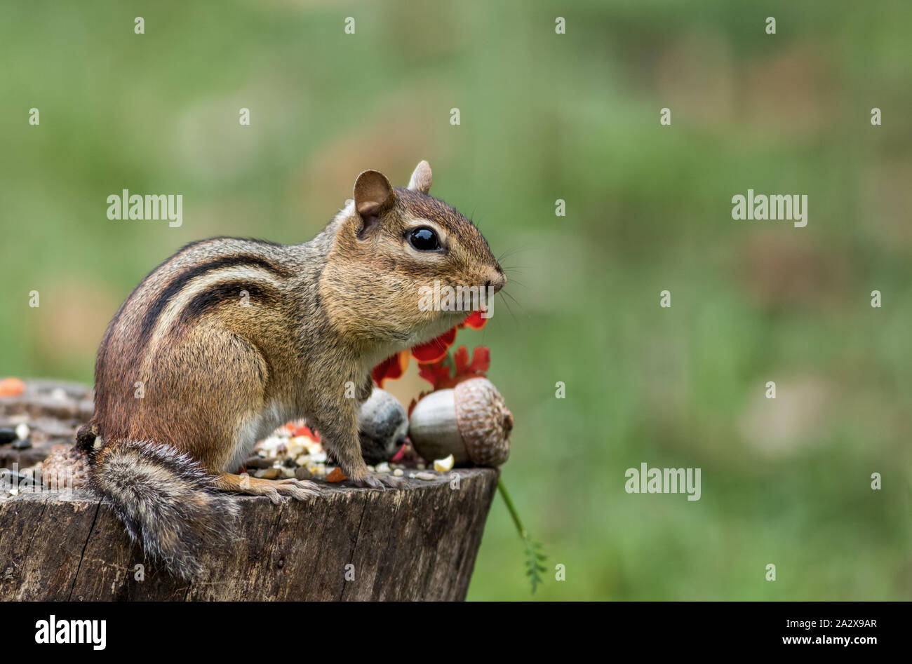 Eastern Chipmunk (Tamias Striatus) gathers seeds in fall next to pumpkin Stock Photo