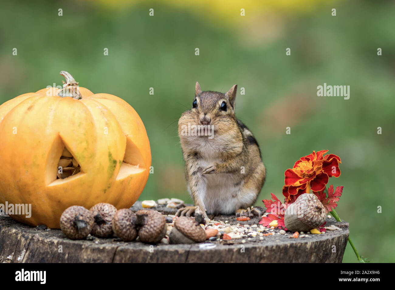 Eastern Chipmunk (Tamias Striatus) gathers seeds in fall next to pumpkin Stock Photo