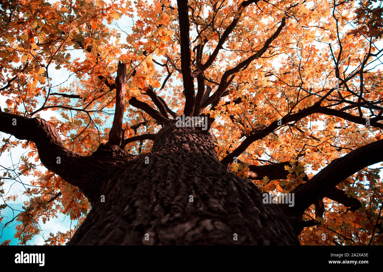 Golden tree crown canopy in autumn hi-res stock photography and images ...