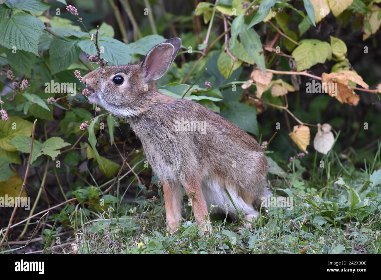 Rabbit eating flowers Stock Photo Alamy