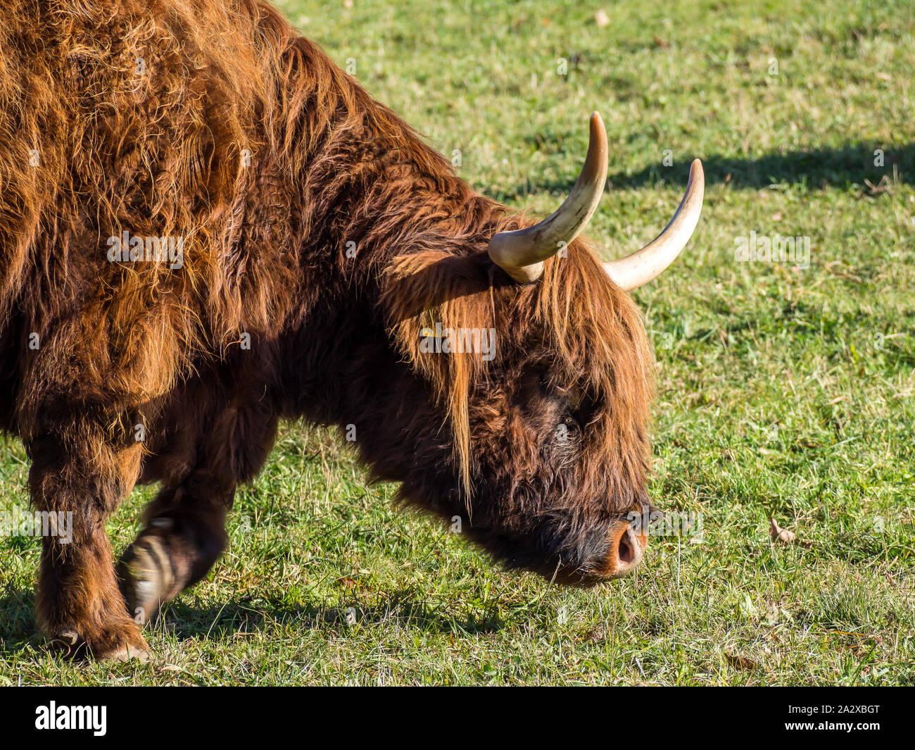 Scottish highland cattle in a meadow Stock Photo - Alamy