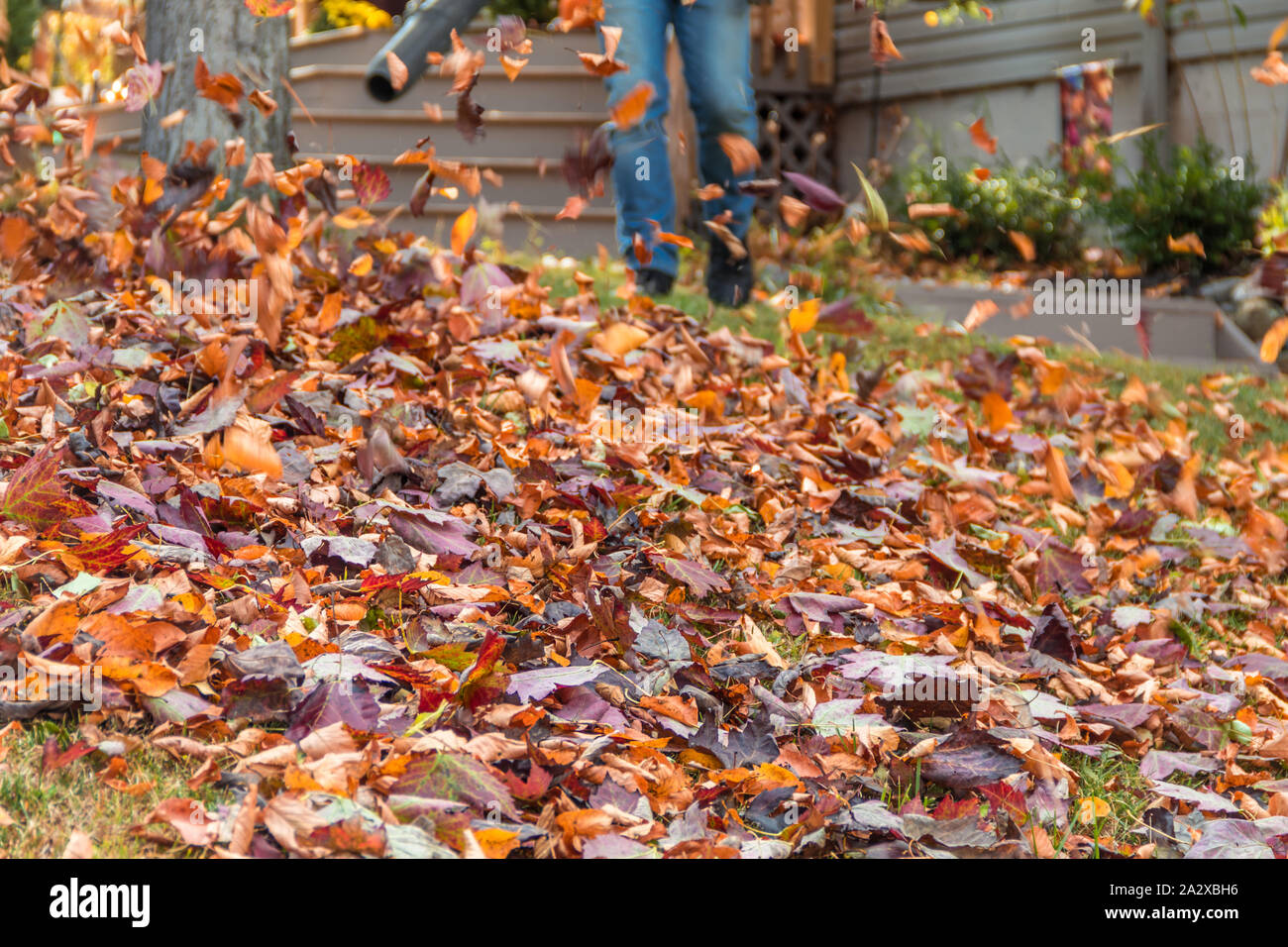 Leaf blower in action moving colorful fall leaves from residential lawn with intentional motion blur Stock Photo