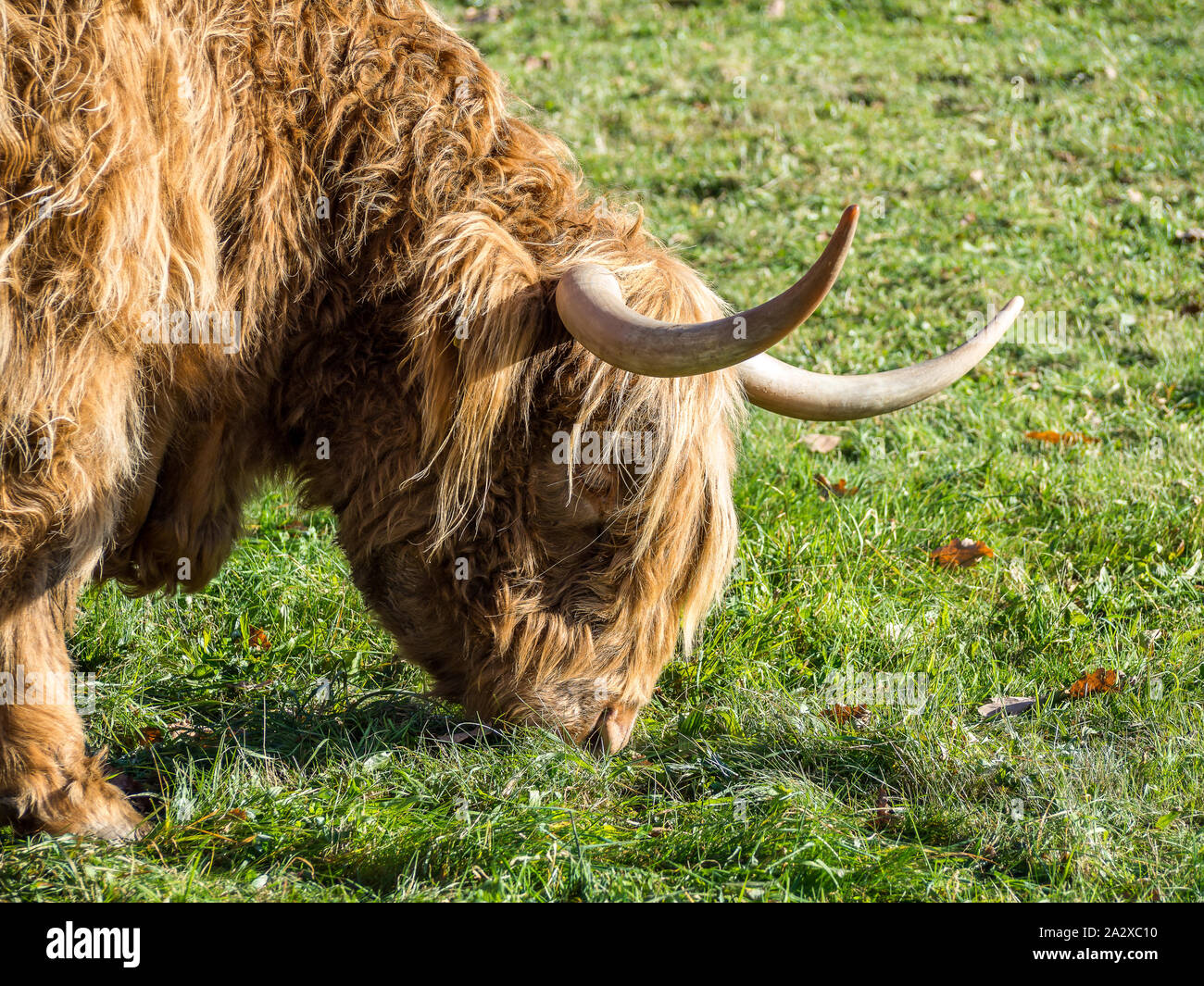 Scottish highland cattle on a meadow Stock Photo - Alamy