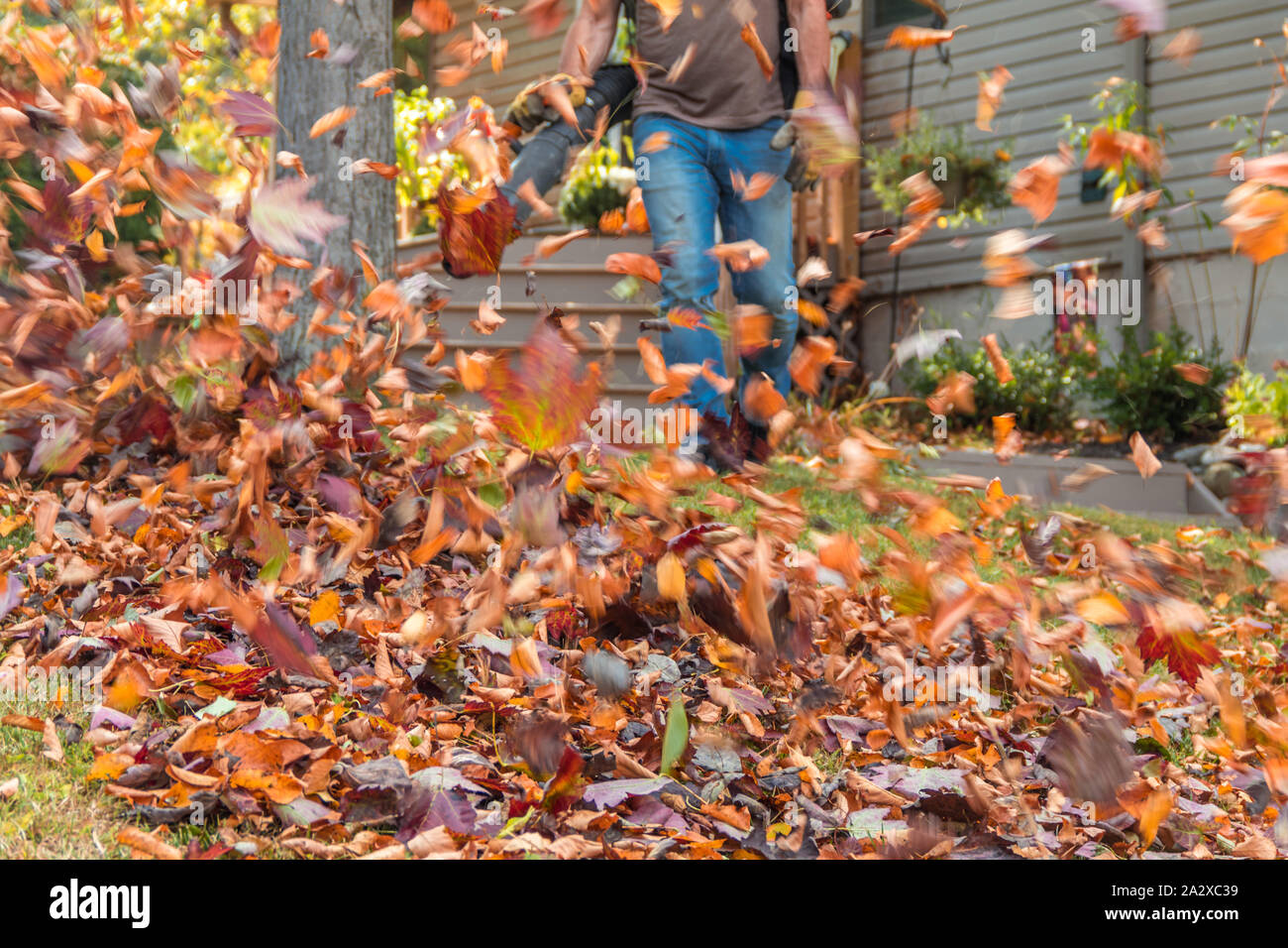 Leaf blower in action moving colorful fall leaves from residential lawn with intentional motion blur Stock Photo