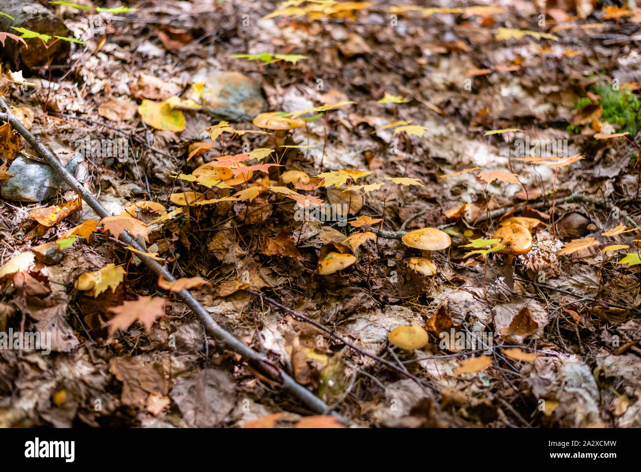Different types of mushrooms in the forest Stock Photo