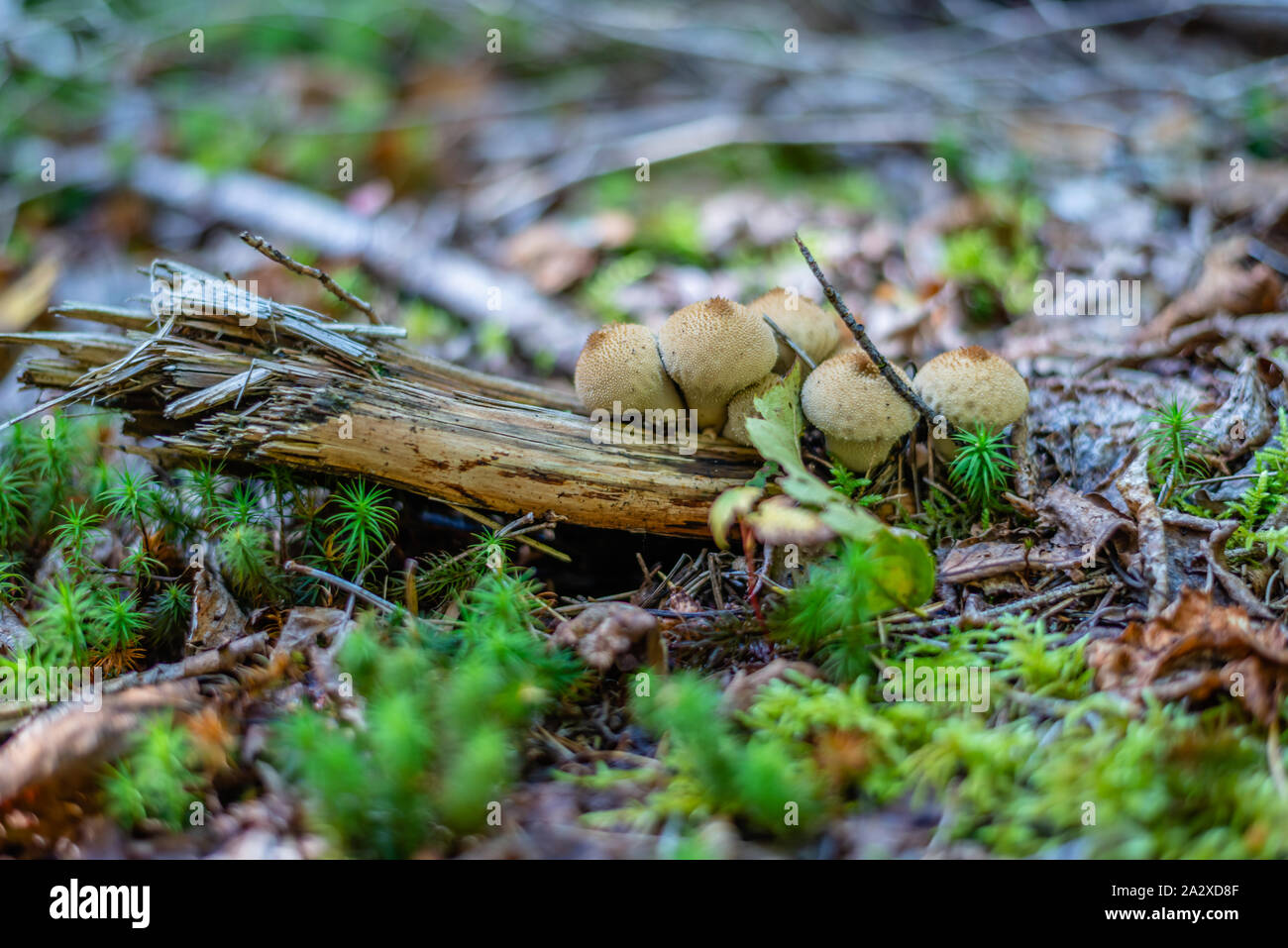 Puffball Mushroom in the forest Stock Photo - Alamy