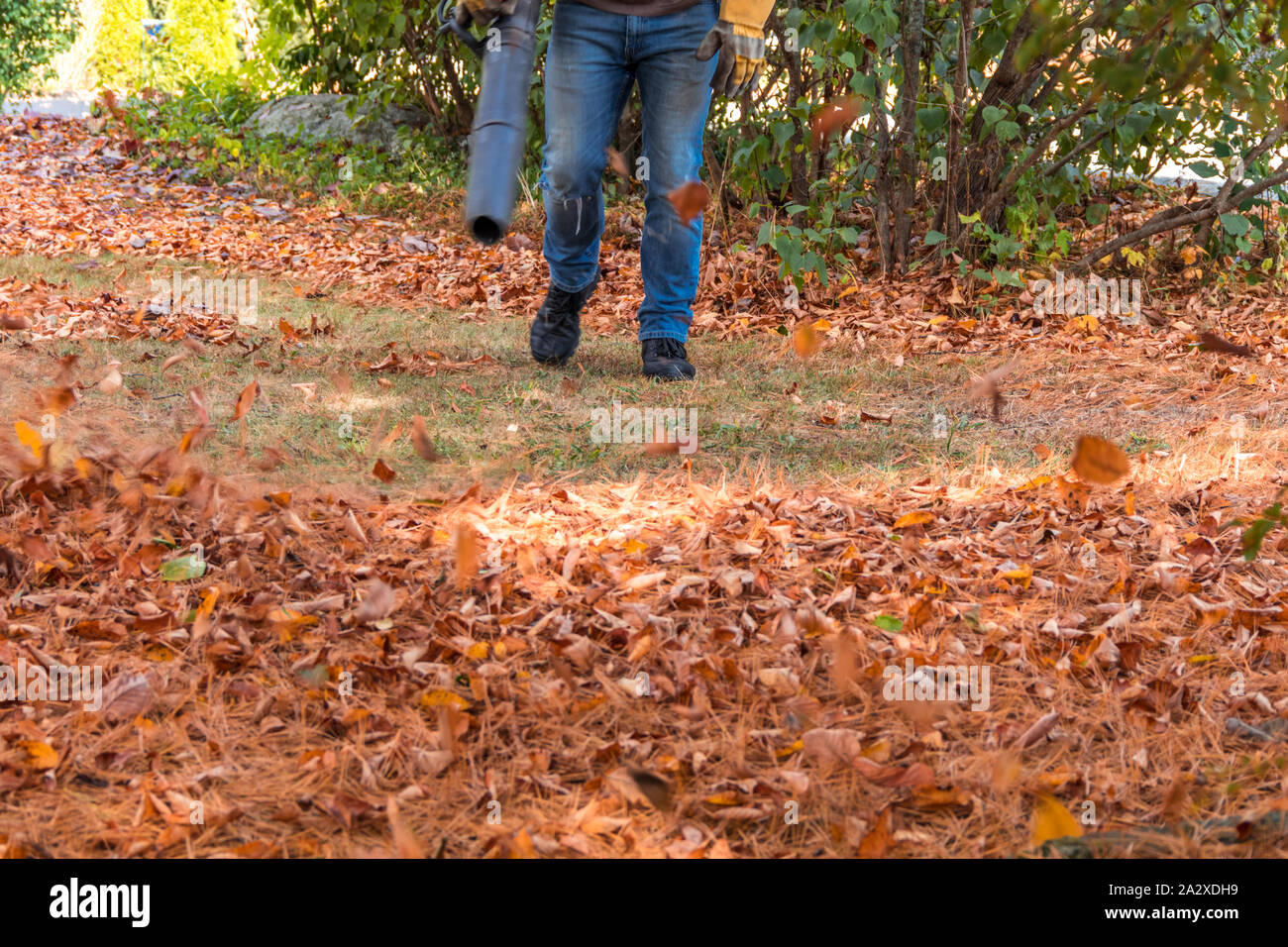 Leaf blower in action moving colorful fall leaves and pine needles from residential lawn with intentional motion blur Stock Photo